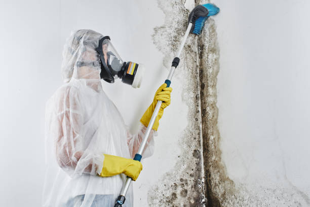 Best Post-Flood Mold Remediation in Laureles, TX