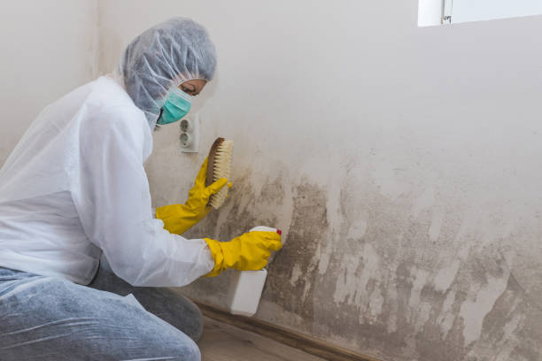 Best Bathroom Mold Remediation in Laureles, TX