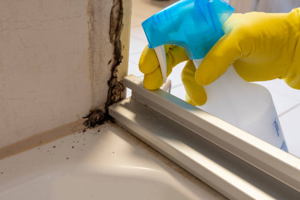 Best Commercial Mold Remediation in Laureles, TX