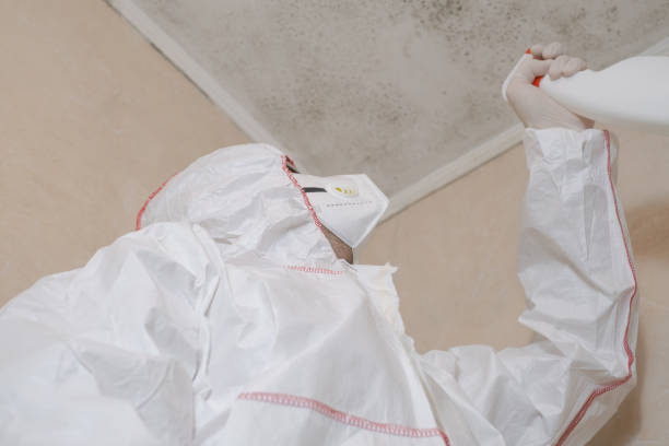 Best White Mold Remediation in Laureles, TX