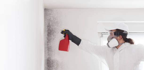 Best Attic Mold Remediation in Laureles, TX