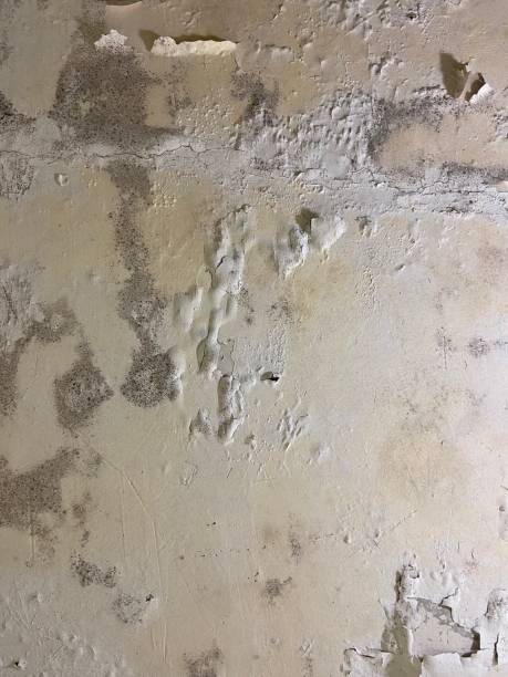 Best Mold Remediation for Specific Building Types in Laureles, TX