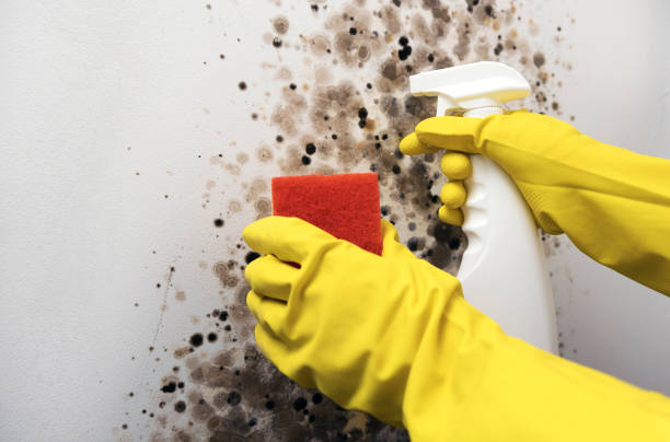 Best Kitchen Mold Remediation in Laureles, TX