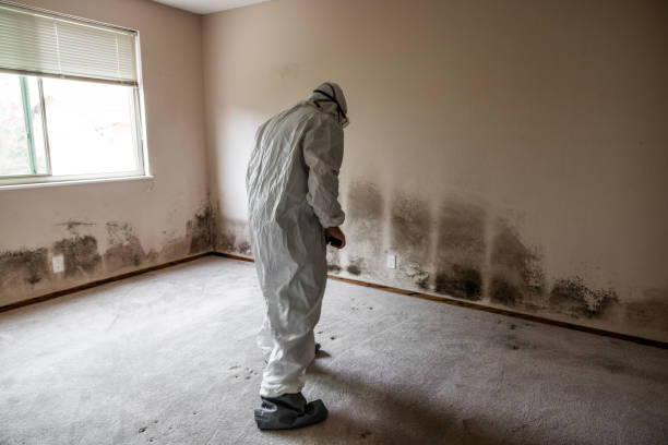 Best DIY Mold Remediation Support Services in Laureles, TX